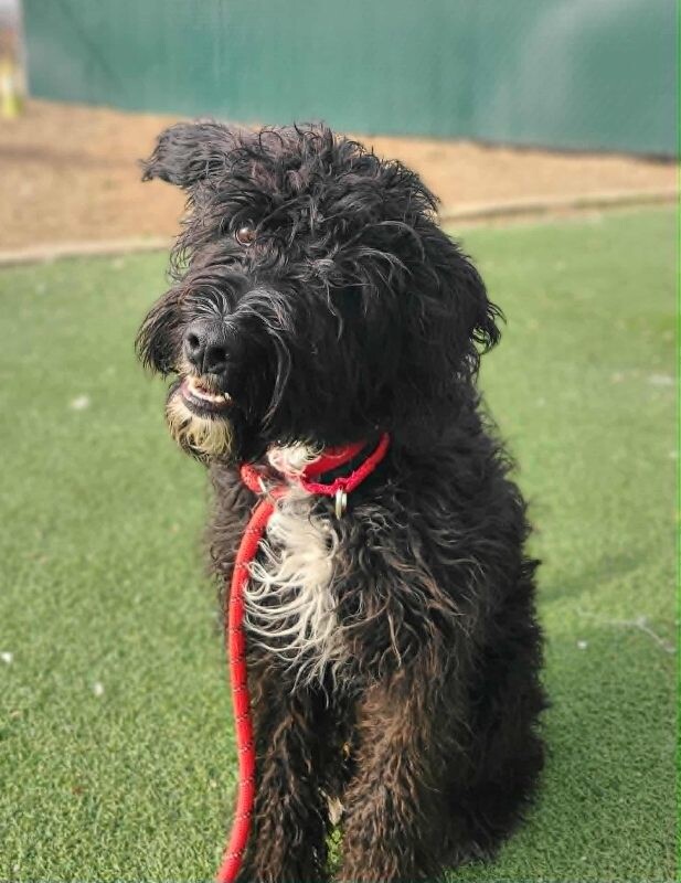 Picture of the Animal Listed